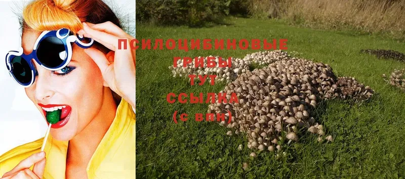 МЕГА ТОР  Новомосковск  Галлюциногенные грибы Psilocybe 